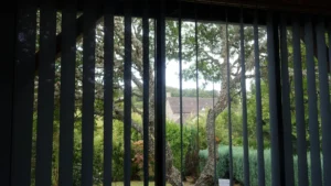 Best venetian blinds perth